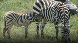 Zebra: Masai Mara, Kenia